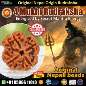 4 mukhi rudraksha 4 face rudraksha