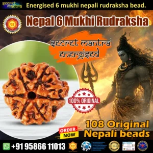 6 Mukhi rudraksha nepal origin