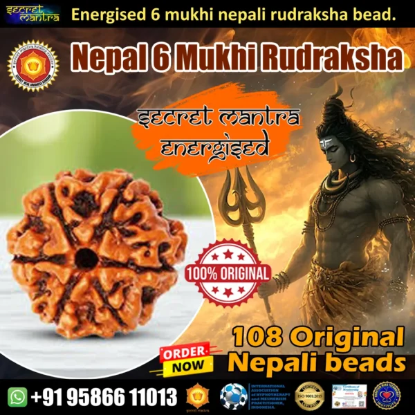 6 Mukhi rudraksha nepal origin