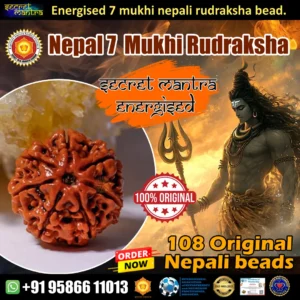 7 mukhi rudraksha nepal origin